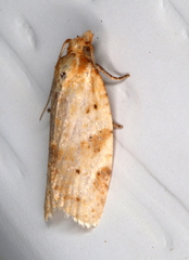 Clepsis therina