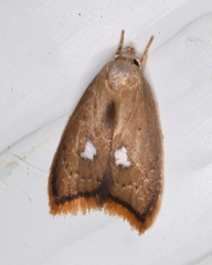 Parocystola