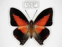 Charaxes zingha