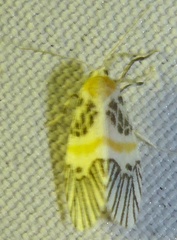 Indiania auriflucta