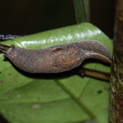 Parmacochlea furca