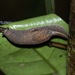 Parmacochlea furca - Photo (c) David White,  זכויות יוצרים חלקיות (CC BY-NC), הועלה על ידי David White