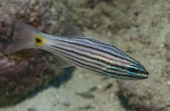 Cheilodipterus artus