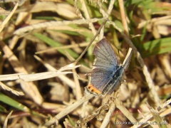 Icaricia lupini texanus