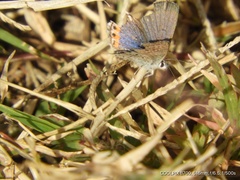 Icaricia lupini texanus