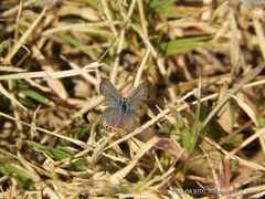 Icaricia lupini texanus