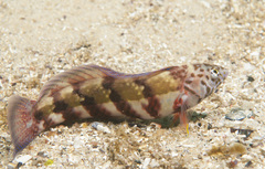 Eupetrichthys angustipes