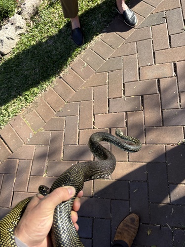 Diamond Python sighting