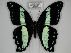 Papilio sosia pulchra