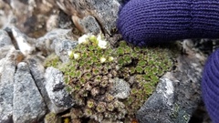 Veronica pulvinaris