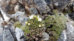 Veronica pulvinaris