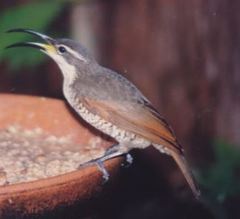 Ptiloris paradiseus