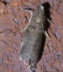 Acrobasis caryae