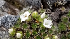 Veronica pulvinaris