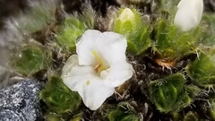 Veronica pulvinaris