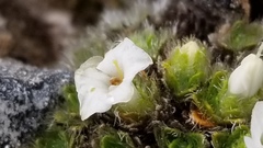 Veronica pulvinaris