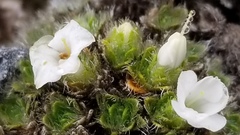 Veronica pulvinaris