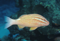 Parupeneus ciliatus