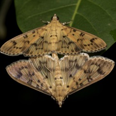 Patania tenuis