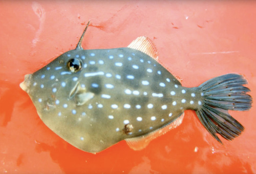 Bluespotted leatherjacket (Eubalichthys caeruleoguttatus) — Monacanthidae — 2