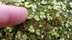 Anisotome imbricata prostrata