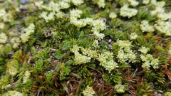 Anisotome imbricata prostrata