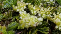 Anisotome imbricata prostrata