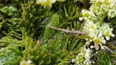 Anisotome imbricata prostrata