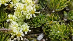 Anisotome imbricata prostrata