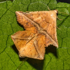 Eublemma crassiuscula