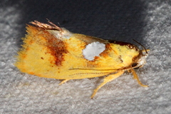 Aristeis hepialella