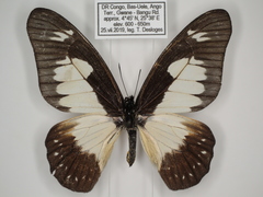 Graphium schubotzi schubotzi