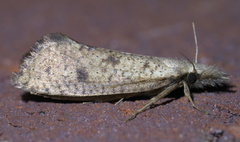 Acrolophus mortipennella