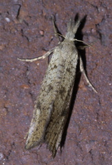 Acrolophus mortipennella