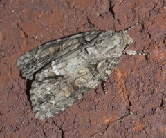Acronicta modica