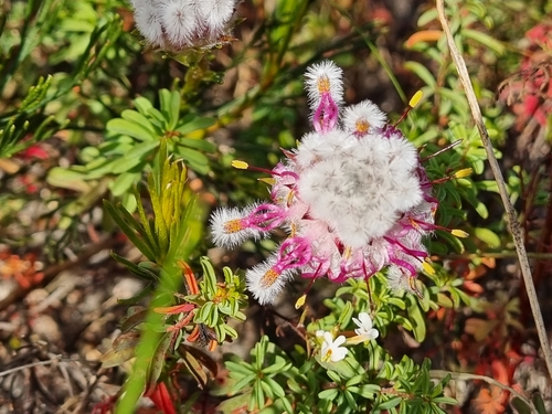Kraaifontein spiderhead (Serruria furcellata)