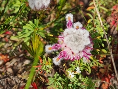 Serruria furcellata, photograph (c) Lizl Lubbe, some rights reserved (CC BY)