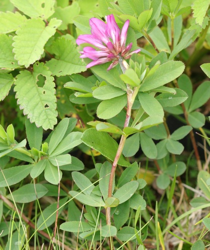 Trifolium lupinaster iNat (1)