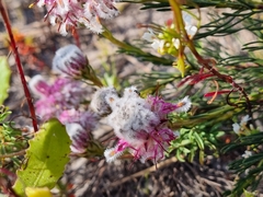 Serruria furcellata, photograph (c) Lizl Lubbe, some rights reserved (CC BY)