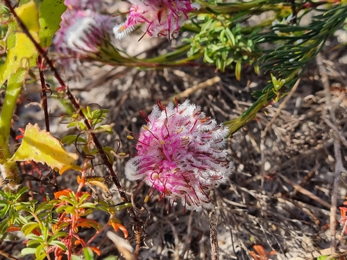 Serruria furcellata, photograph 6