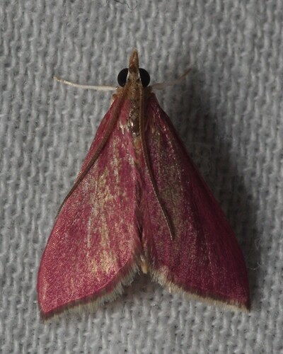 Photo of Inornate Pyrausta Moth (Pyrausta inornatalis)