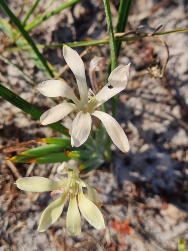 Babiana tubiflora
