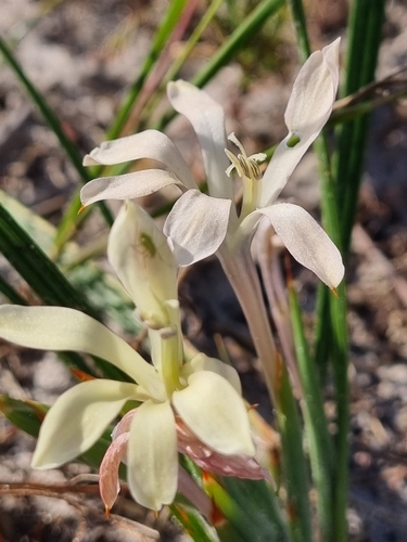 Babiana tubiflora