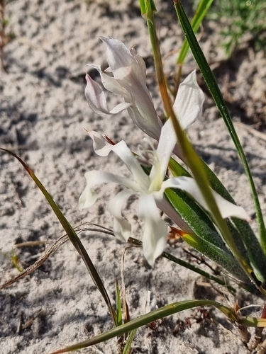 Babiana tubiflora