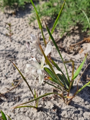 Babiana tubiflora