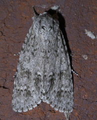 Acronicta rubricoma