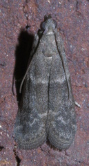 Actrix nyssaecolella