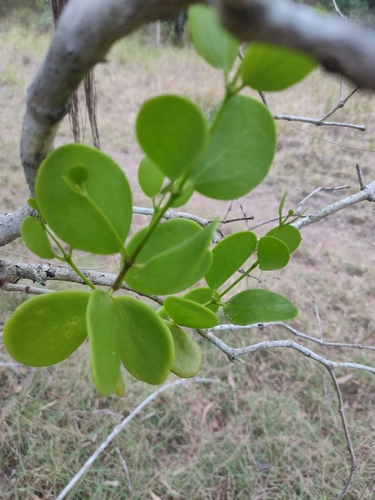 Mangrove Mistletoe (Amyema mackayensis)