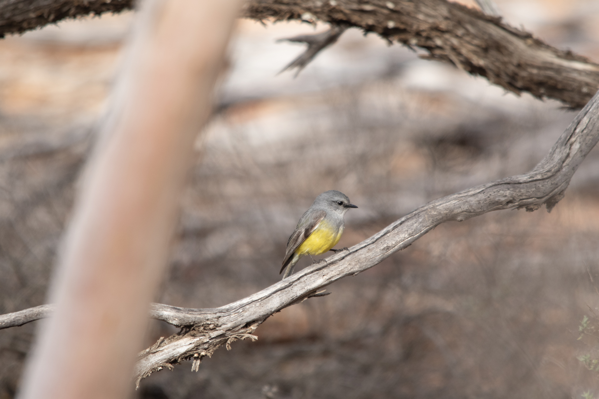 Western Yellow Robin (Eopsaltria griseogularis), photo 8