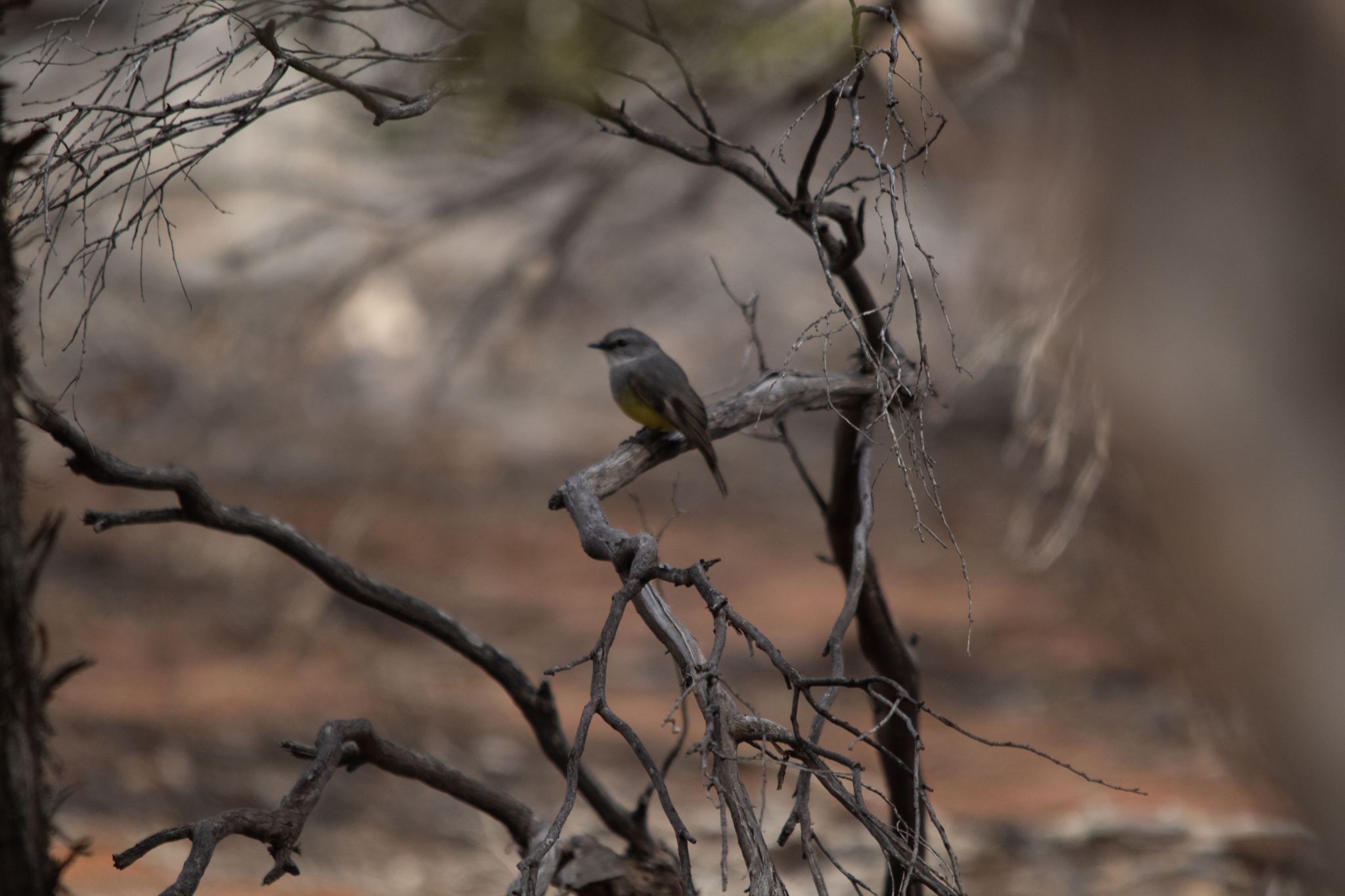 Western Yellow Robin (Eopsaltria griseogularis), photo 10